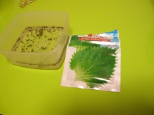 大葉の種の袋