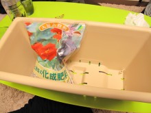 大葉栽培3日目