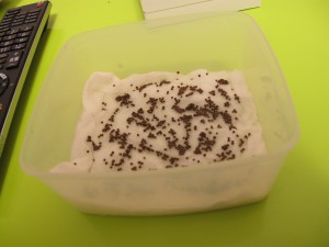 青しそ１日目