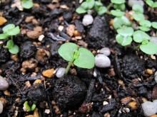青じそ（大葉）栽培11日目
