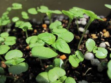 青じそ（大葉）栽培15日目
