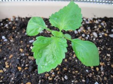 青じそ（大葉）栽培32日目