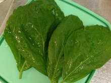 青じそ(大葉)栽培55日目