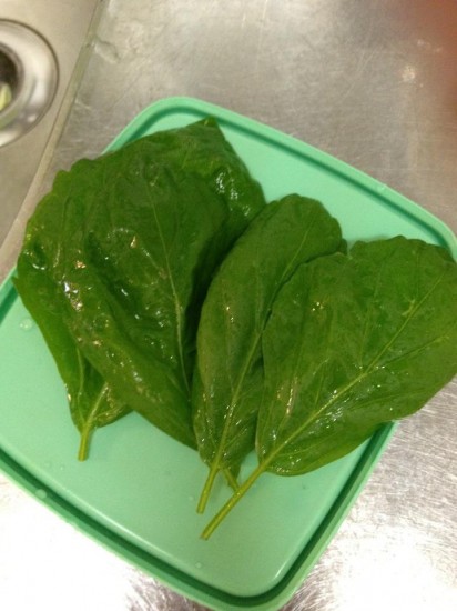 青じそ（大葉）栽培55日目